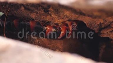 甲虫幼虫在腐烂的木洞中栖身。